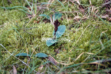 Slide - Photograph, Bird Orchid, Sweeneys Flats, Eltham, c.2004