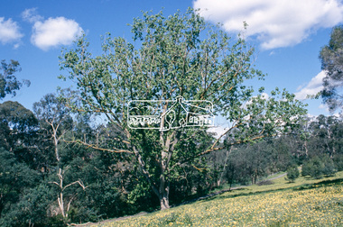 Slide - Photograph, Lenister Farm, Eltham Lower Park, c.2004