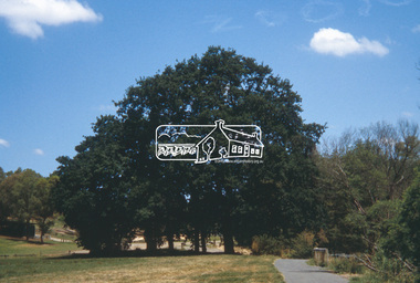 Slide - Photograph, Oak tree, Diamond Valley Trail, Eltham, c.2004