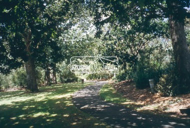 Slide - Photograph, Oak tree, Diamond Valley Trail, Eltham, c.2004