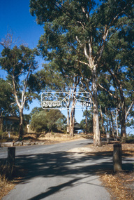 Slide - Photograph, Yellow Gum, Piper Crescent, Eltham, c.2004