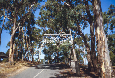 Slide - Photograph, Yellow Gum, Piper Crescent, Eltham, c.2004