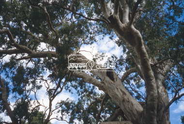 Slide - Photograph, Red Gum, Rosehill Road, Lower Plenty, c.2004