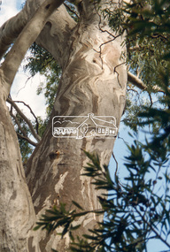 Slide - Photograph, Red Gum, Rosehill Road, Lower Plenty, c.2004