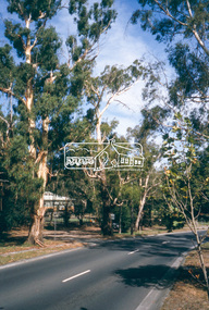 Slide - Photograph, Manna Gum, Main Road, Eltham, c.2004