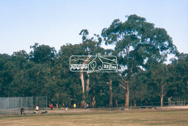 Slide - Photograph, Candle Bark, Eltham Lower Park, c.2004