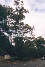 Slide - Photograph, Candle Bark, Main Road, Eltham, c.2004