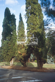 Slide - Photograph, Shillinglaw Trees, Italian Cypress, Main Road, Eltham, c.2004