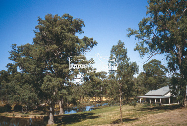 Slide - Photograph, Red Gums, Cleveland Avenue, Lower Plenty, c.2004