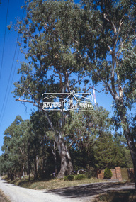 Slide - Photograph, Red Gum, Stawell Road, Lower Plenty, c.2004