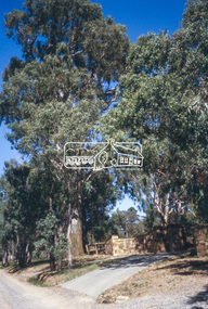 Slide - Photograph, Red Gum, Stawell Road, Lower Plenty, c.2004