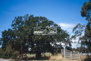 Slide - Photograph, Donaldson's Oak, Donaldson Road, Kangaroo Ground, c.2004