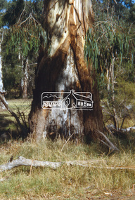 Slide - Photograph, Large Manna Gum Scar Tree, Wingrove Park, Eltham, c.2004