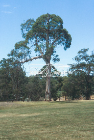 Slide - Photograph, Candle Bark, Eltham Lower Park, c.2004