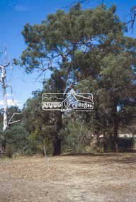 Slide - Photograph, Candle Bark, Eltham Lower Park, c.2004