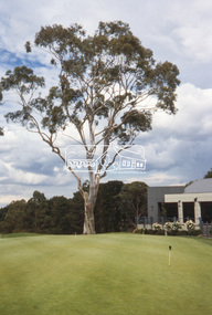 Slide - Photograph, Lemon Scented Gum, Rosanna Golf Club, Cleveland Avenue, Lower Plenty, c.2004