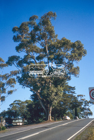 Slide - Photograph, Sugar Gum, 295 Eltham-Yarra Glen Road, Kangaroo Ground, c.2004
