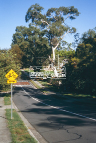 Slide - Photograph, Candle Bark, Arthur Street, Eltham, c.2004