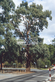 Slide - Photograph, Hurst Tree, Yellow Box, Heidelberg-Kinglake Road, Hurstbridge, c.2004
