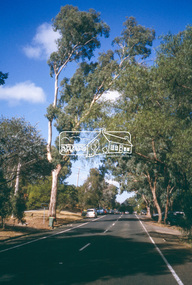 Slide - Photograph, Fire Bell Tree (Yellow Box), Heidelberg-Kinglake Road, Hurstbridge, c.2004