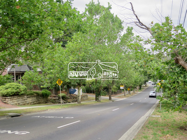 Photograph, Jim Connor, Avenue of Honour, Main Road, Eltham, 14 Jan 2017