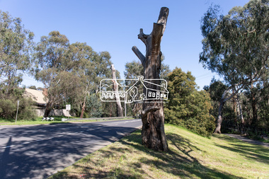 Photograph, Peter Pidgeon, Manna Gum, Main Road, Eltham South, 8 Sep. 2021