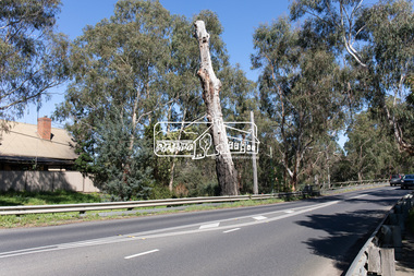 Photograph, Peter Pidgeon, Manna Gum, Main Road, Eltham South, 8 Sep. 2021