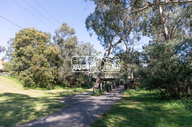 Photograph, Peter Pidgeon, Manna Gum, Main Road Bridge, Eltham South, 8 Sep. 2021