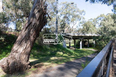 Photograph, Peter Pidgeon, Manna Gum, Main Road Bridge, Eltham South, 8 Sep. 2021