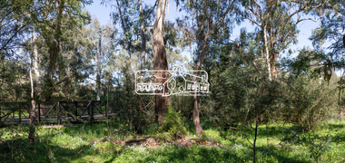 Photograph, Peter Pidgeon, Manna Gums, Main Road Bridge, Eltham South, 8 Sep. 2021