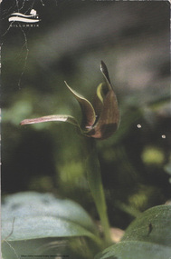 Postcard - Photo, Jacinda Brown, Common Bird Orchid, May 2014