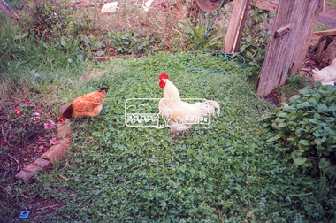 Photograph, Hans Gregory, Original 1860s William West house, Fabbro's Farm, Falkiner Street, Eltham, c.1990