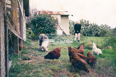 Photograph, Hans Gregory, Original 1860s William West house, Fabbro's Farm, Falkiner Street, Eltham, c.1990
