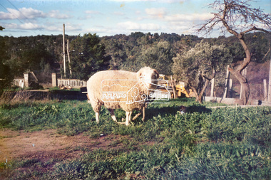 Photograph, Hans Gregory, Original 1860s William West house, Fabbro's Farm, Falkiner Street, Eltham, c.1990