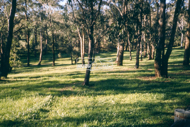 Slide - Photograph, Eltham Lower Park, c.May1990