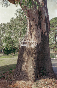 Slide - Photograph, Unidentified significant tree, Eltham district, possibly Lower Plenty, c.1992