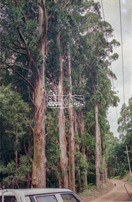 Slide - Photograph, Unidentified significant tree, Eltham district, possibly Lower Plenty, c.1992