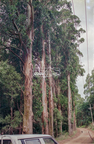 Slide - Photograph, Unidentified significant tree, Eltham district, possibly Lower Plenty, c.1992