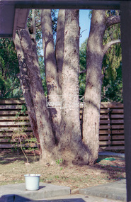 Slide - Photograph, Unidentified significant tree, Eltham district, possibly Lower Plenty, c.1992