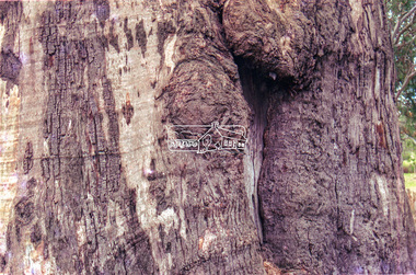 Slide - Photograph, Unidentified significant tree, Eltham district, possibly Lower Plenty, c.1992