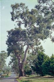 Slide - Photograph, Unidentified significant tree, Eltham district, possibly Lower Plenty, c.1992