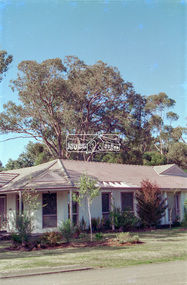 Slide - Photograph, Unidentified significant tree, Eltham district, possibly Lower Plenty, c.1992