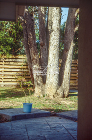 Slide - Photograph, Unidentified significant tree, Eltham district, possibly Lower Plenty, c.1992