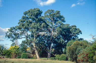 Slide - Photograph, Unidentified significant tree, Eltham district, c.1992