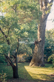 Slide - Photograph, Unidentified significant tree, Eltham district, c.1992