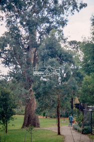 Slide - Photograph, Unidentified significant tree, Eltham district, c.1992