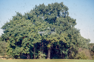 Slide - Photograph, Unidentified significant tree, Eltham district, c.1992