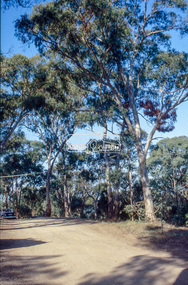 Slide - Photograph, Unidentified significant tree, Eltham district, c.1992