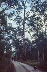 Slide - Photograph, Unidentified significant tree, Eltham district, c.1992