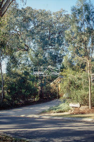 Slide - Photograph, Unidentified significant tree, Eltham district, c.1992